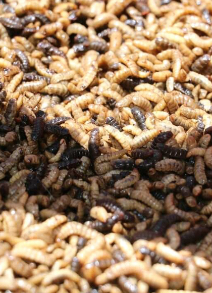 Insekty